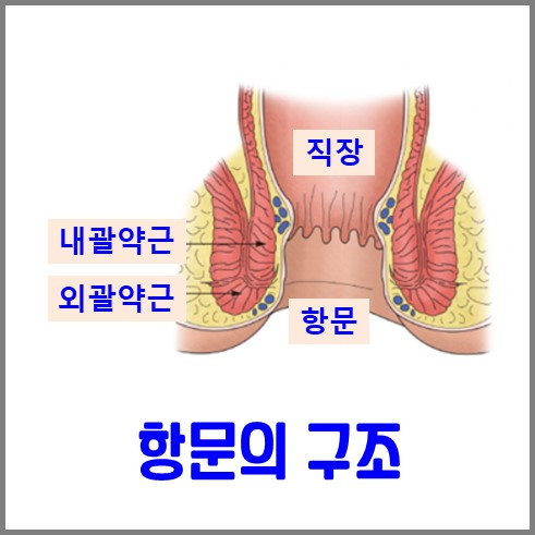 항문의 단면 구조로 직장과 내, 외괄약근이 있다