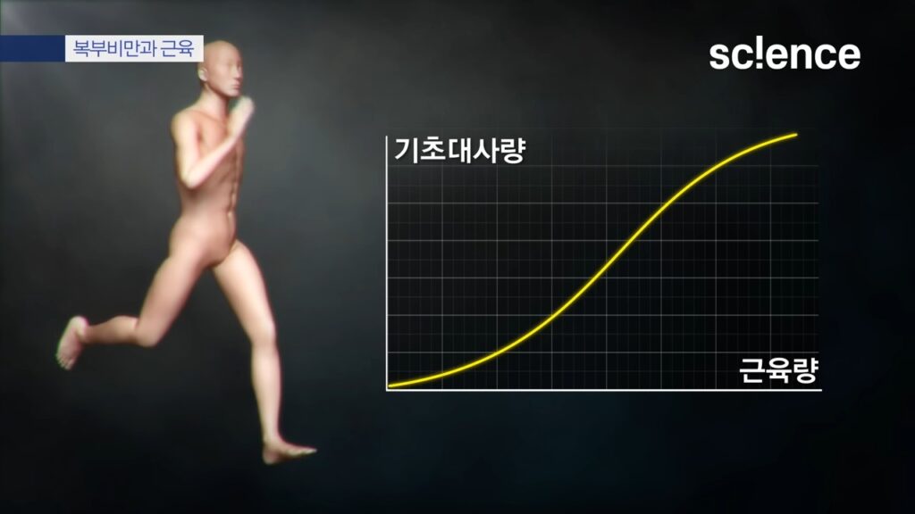 내장 지방 빼는 법 : 근육량을 늘려 기초대사량이 늘어나는 그래프