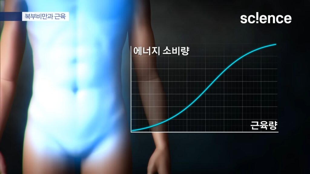 내장 지방 빼는 법 : 근육량이 늘어나면 에너지 소비량이 늘어나는 그래프