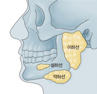 턱아래 멍울 원인 : 타석증 발생하는 침샘의 위치