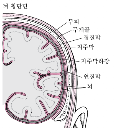 뇌의 구조